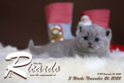 Ricardo ist 3 Wochen alt ( 26.11.2022 )