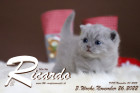 Ricardo ist 3 Wochen alt ( 26.11.2022 )