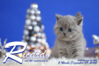 Ricardo ist 5 Wochen alt ( 09.12.2022 )