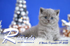 Ricardo ist 5 Wochen alt ( 09.12.2022 )