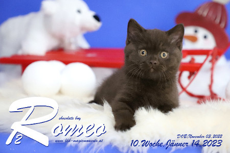 Romeo ist 10 Wochen alt ( 14.01.2023 )