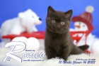 Romeo ist 10 Wochen alt ( 14.01.2023 )