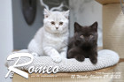 Romeo ist 12 Wochen alt ( 29.01.2023 )