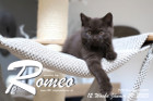 Romeo ist 12 Wochen alt ( 29.01.2023 )