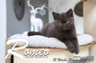 Romeo ist 12 Wochen alt ( 29.01.2023 )
