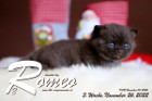 Romeo ist 3 Wochen alt ( 26.11.2022 )