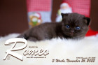 Romeo ist 3 Wochen alt ( 26.11.2022 )