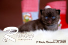 Romeo ist 3 Wochen alt ( 26.11.2022 )