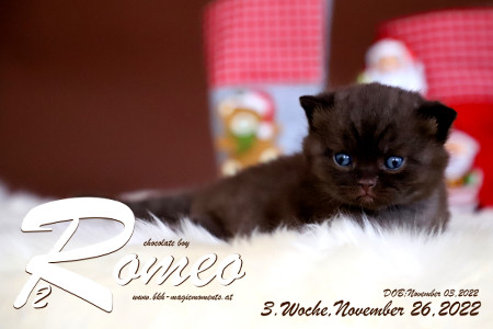Romeo ist 3 Wochen alt ( 26.11.2022 )