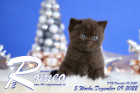 Romeo ist 5 Wochen alt ( 09.12.2022 )