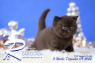 Romeo ist 5 Wochen alt ( 09.12.2022 )