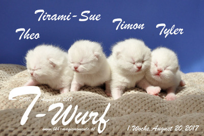 Unser T-Wurf ist 1 Woche alt geworden ( 20.08.2017 )