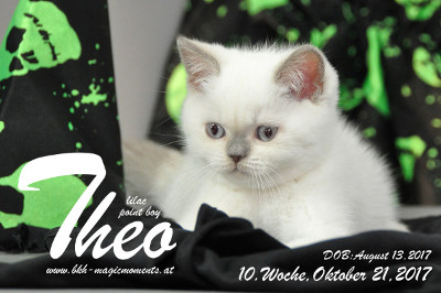 Theo ist 10 Wochen alt ( 21.10.2017 )
