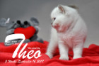 Theo ist 5 Wochen alt ( 16.09.2017 )