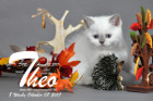 Theo ist 8 Wochen alt ( 07.10.2017 )