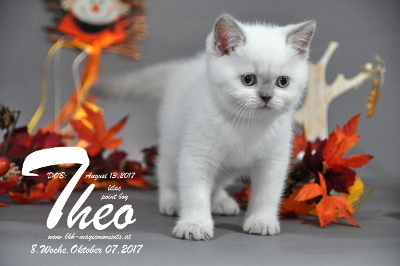 Theo ist 8 Wochen alt ( 07.10.2017 )