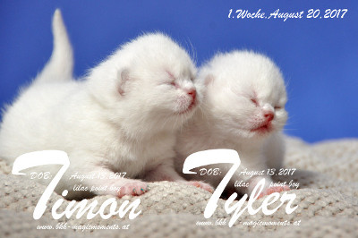 Timon und Tyler sind 1 Woche alt ( 20.08.2017 )
