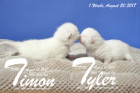 Timon und Tyler sind 1 Woche alt ( 20.08.2017 )