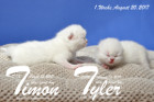 Timon und Tyler sind 1 Woche alt ( 20.08.2017 )