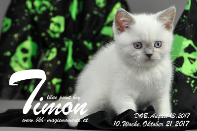 Timon ist 10 Wochen alt ( 21.10.2017 )