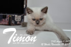 Timon ist 12 Wochen alt ( 05.11.2017 )