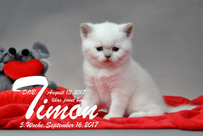 Timon ist 5 Wochen alt ( 16.09.2017 )