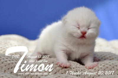 Timon ist 1 Woche alt ( 20.08.2017 )