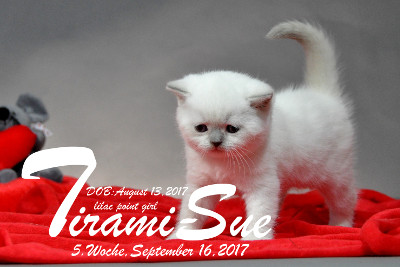 Tirami-Sue ist 5 Wochen alt ( 16.09.2017 )