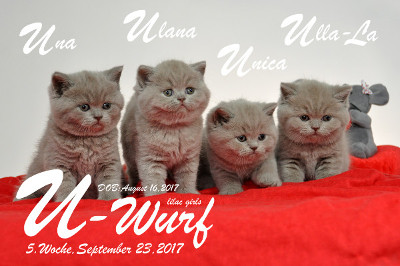 Unser U-Wurf ist 5 Wochen alt ( 23.09.2017 )