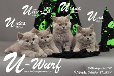 Unser U-Wurf ist 9 Wochen alt ( 21.10.2017 )