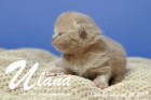Ulana ist 1 Woche alt ( 24.08.2017 )