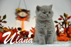 Ulana ist 7 Wochen alt ( 07.10.2017 )
