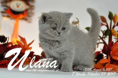 Ulana ist 7 Wochen alt ( 07.10.2017 )