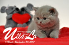 Ulla-La ist 5 Wochen alt ( 23.09.2017 )