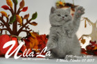 Ulla-La ist 7 Wochen alt ( 07.10.2017 )