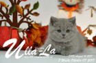 Ulla-La ist 7 Wochen alt ( 07.10.2017 )