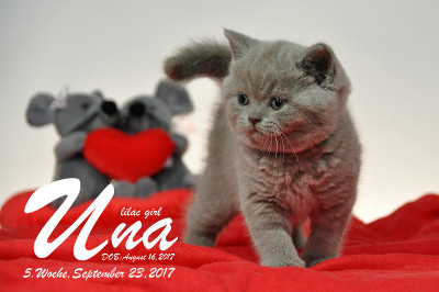 Una ist 5 Wochen alt ( 23.09.2017 )