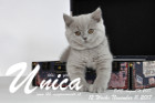 Unica ist 12 Wochen alt ( 11.11.2017)