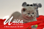 Unica ist 5 Wochen alt ( 23.09.2017)