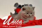 Unica ist 5 Wochen alt ( 23.09.2017)