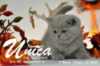 Unica ist 7 Wochen alt ( 07.10.2017)