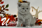 Unica ist 7 Wochen alt ( 07.10.2017)