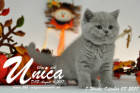 Unica ist 7 Wochen alt ( 07.10.2017)