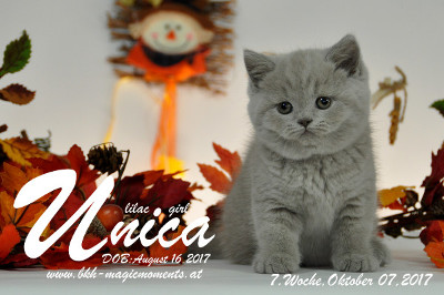Unica ist 7 Wochen alt ( 07.10.2017)