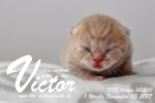 Victor ist 1 Woche alt ( 05.11.2017 )