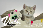 Victor ist 11 Wochen alt ( 13.01.2018 )