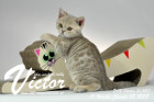Victor ist 11 Wochen alt ( 13.01.2018 )