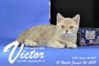 Victor ist 13 Wochen alt ( 26.01.2018 )