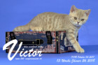 Victor ist 13 Wochen alt ( 26.01.2018 )