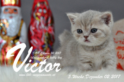 Victor ist 5 Wochen alt ( 02.12.2017 )